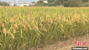 浙江一水稻新品种促粮食丰收最高单产905.06公斤/亩